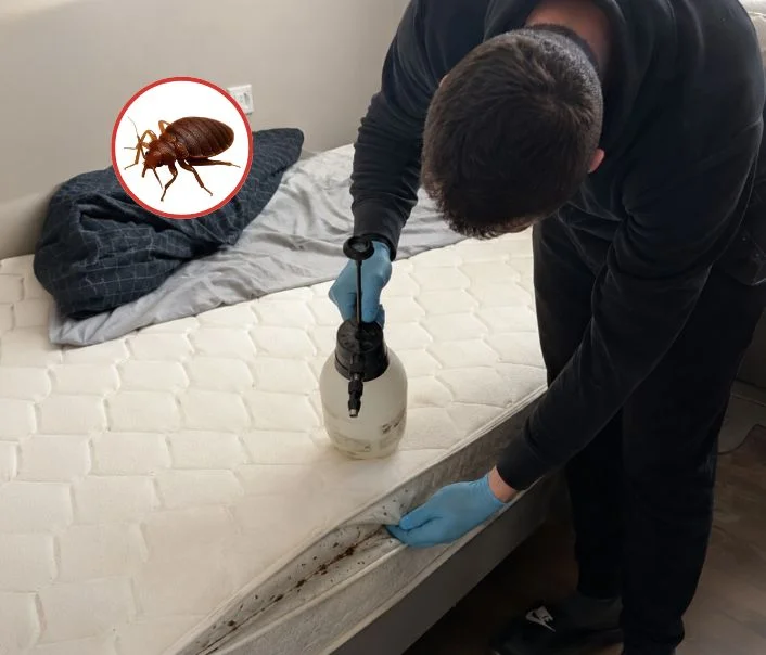 Technicien traitant un matelas contre les punaises de lit à Cesson
